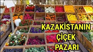 KAZAKİSTANIN ÇİÇEK PAZARI😉Bodor tür sardunya aldım✅çiçek bakımı✅