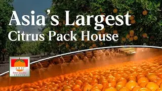 Inside Asia&rsquo;s Largest Citrus Packhouse (World&rsquo;s #3) | Pakistan | 40&ndash;60 TPH | Arif Fresh Fruits