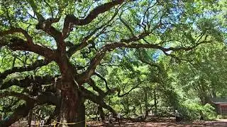 Angel tree