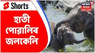 Assam News | Shorts | Kaziranga National Park : নান্দনিক দৃশ্য | Assam News
