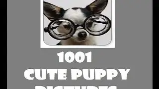 1001 Cute Puppy Pictures