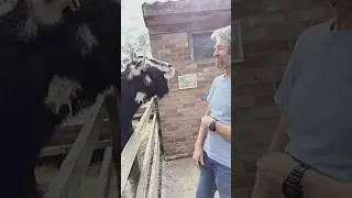 The Goat Attitude ☠️ | #troll #funny #trolledit