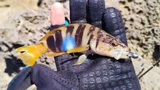 Light Rock Fishing Mallorca - Painted Comber On Tropical Cliff