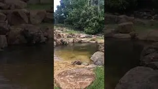 Aquascape Australia | Capybara Enclosure