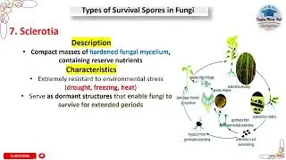 Sclerotia, Types of Survival Spores in Fungi #mycology #spore #microbiology