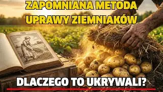 Zapomniana metoda uprawy ziemniaków, która daje ogromne plony bez wysiłku