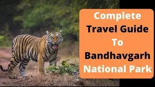 The complete Travel Guide To Bandhavgarh national park(M.P.) from Bilaspur (C.G.)#viral #travel #yt