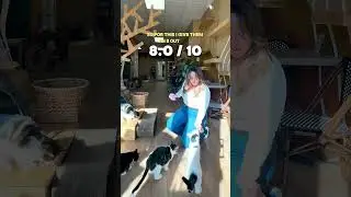 Cat Treat Taste Test