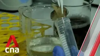 Singapore scientists develop biomaterial made from bullfrog skin and fish scales