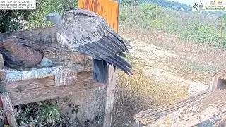 Mom is feeding her growing baby vulture| Griffon Vulture Nest Israel CAM נשר|10.7.21