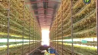 Dry Grape or Raisin Making