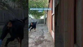 European Doberman pinscher Gabriella plays with the little dog on the other side of the fence. ￼