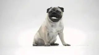 Funny dog with teeth