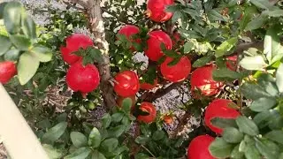 #anar Maharashtra Anar Mandi  today price. 100) size 100+400 Gram.    Bhagwa variety karnataka