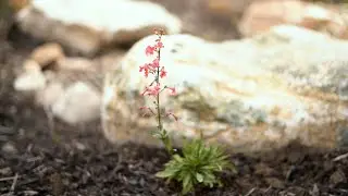 Flora & Fauna Fridays: Planting Native