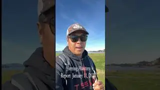 Herring hunters report January 11, 2024