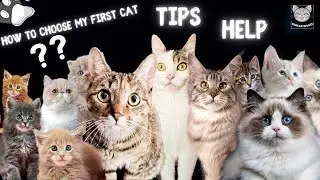 😺 How to choose my first cat - tips to help you 😺