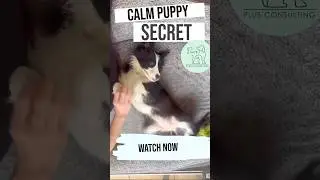 The Secret Hack To A Calm Puppy | Professional Dog Trainer - Paws Plus Consulting #puppytraining