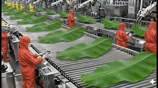 Inside the Largest High Tech Banana Leaf Processing Factory You&rsquo;ve Never Seen Before (Full Process)