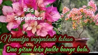 Je mandeba pulni bibalko namnikja Ingipade dongjawa|| Hai nichimna..
