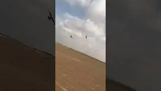 Skilled falcon #desert #falcon #hunting #birds #dubai