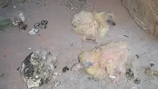 Pigeon baby kittane bade ho gayi 💯🤘#kabutar #trainding #pigeon #vairal #kabuterbaaz #video