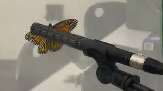 'Wingbeat' by Doug Harbin