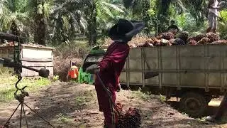 Meloding buah sawit || @Usrip Official