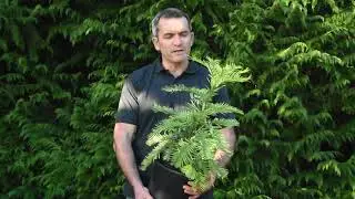 Planter et cultiver le pin Wollemi - Wollemia nobilis - P&eacute;pini&egrave;re en ligne &Agrave; l'Ombre des Figuiers