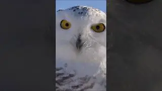 Snowy Owl Sounds 🤍 (Alert Calls While Scanning for Prey)