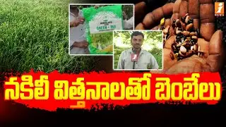 నకిలీ విత్తనాలతో బెంబేలు | Farmers Face Huge Loss With Fake Seeds | Adilabad - iNews