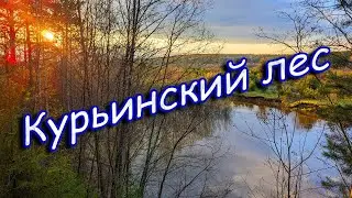 Курьинский лес (Пермь)