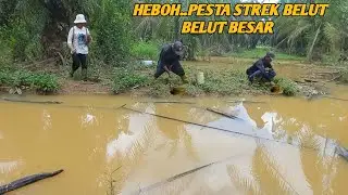 FULL STREK BELUT BESAR || GREBEK MARKASNYA BELUT DI KEBUN SAWIT