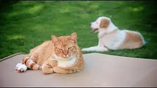 Protect Your Pets from Heartworm and Lyme Disease