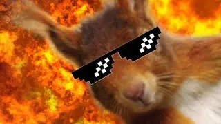 L'ECUREUIL FOU