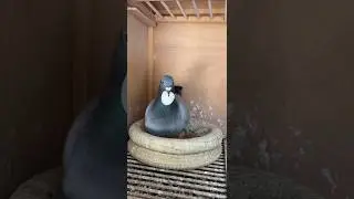 The pigeon has just cracked the egg and hatched the baby #pigeon