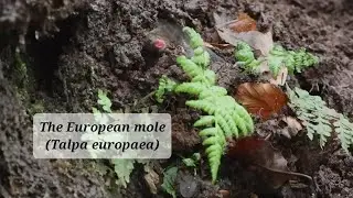 The European mole (Talpa europaea)