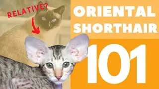 Ориентальная короткошерстная кошка 101: порода и характер