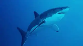 Shark Week 2018   Shark Cage Diving  |action zone  YouTube
