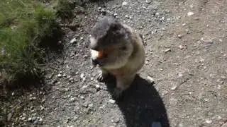 Marmot at Spielboden Saas Fee