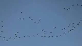 Tundra swans