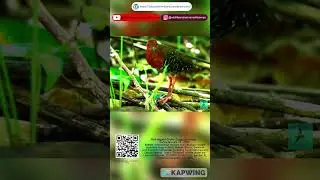 Red-legged Crake/Sintar Api [malay] #nature #wildlife #bird #birds #birdwatching #birdspecies
