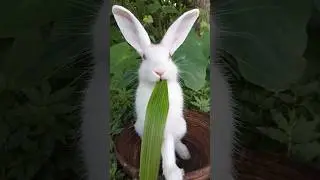 cute rabbit eating grass #rabbit #cute #youtubeshorts #twinklecatfamily #animals #asmr