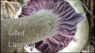 Purple Gilled Laccaria Mushroom