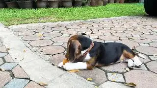 Almost 3 minutes with Brooklyn the almost 3-month old Beagle puppy &hearts;︎