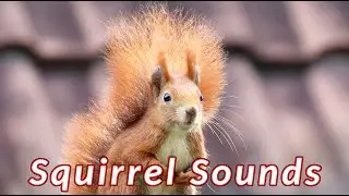 Squirrel Sounds - Squirrel Call Audio