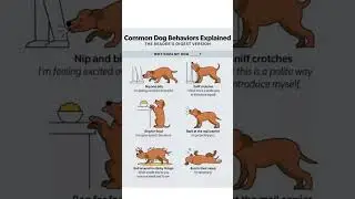 [🐶Common Dog Behaviors Explained What Your Pup is Trying to Tell You! 🗣️🤔]#dogtraining #dogtalk