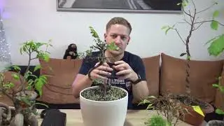 Bonsai drahten, beschneiden und zeigen, der dritte ist wahnsinn