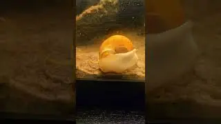 🐌💛     #applesnail #음악 #aquarium #aquascapegallery #aquarius #fishkeeping #fishtank #aquascape #tank
