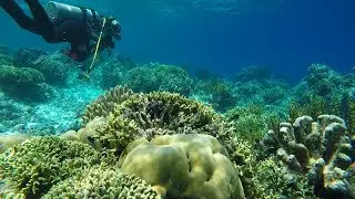 Marine research internship with Luminocean in the Banda Islands, Indonesia - 2017